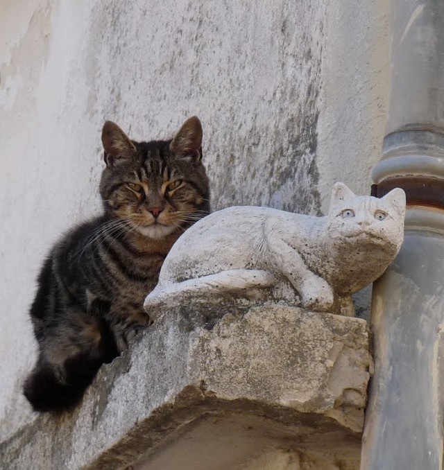 Кот без прикрас