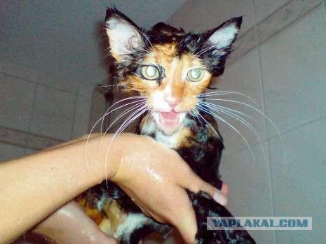 Ура, котовторник! (01.07.2008)