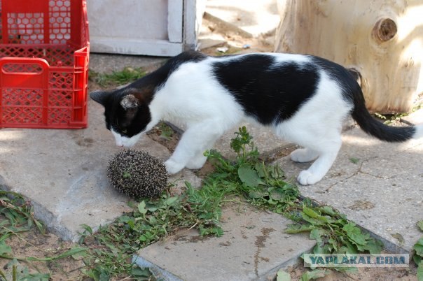 Котовторник на ЯПлакалъ (15.07.2008)