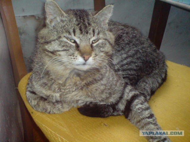 Котовторник: Кошки гаваны и другие!