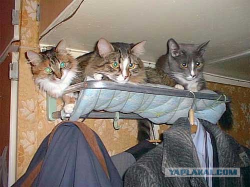 Котовторнику Да (09.12.08)