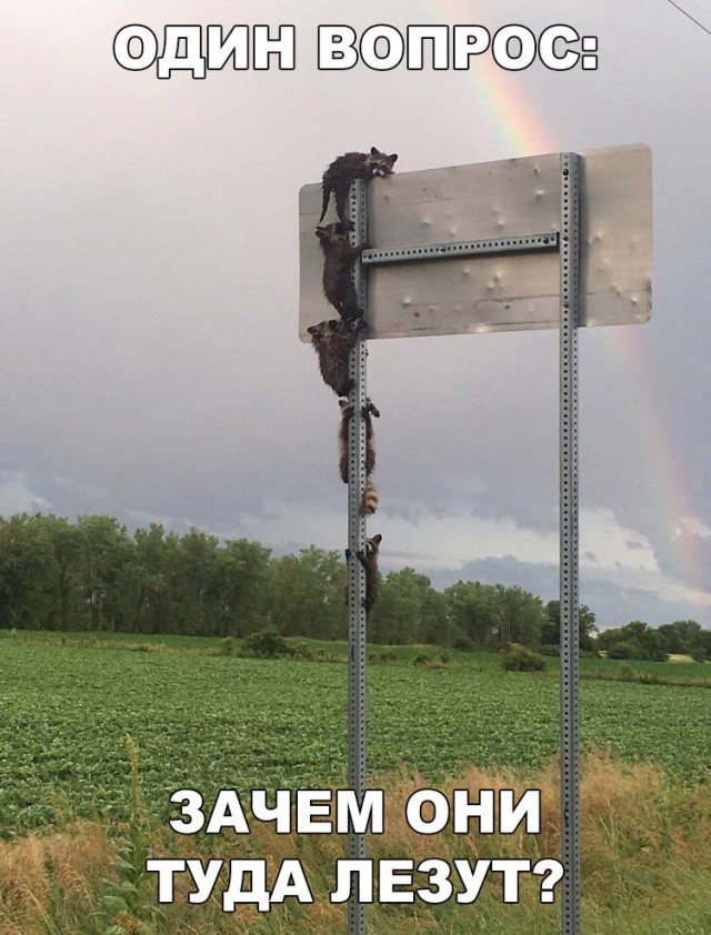Прикольные картинки обо всем
