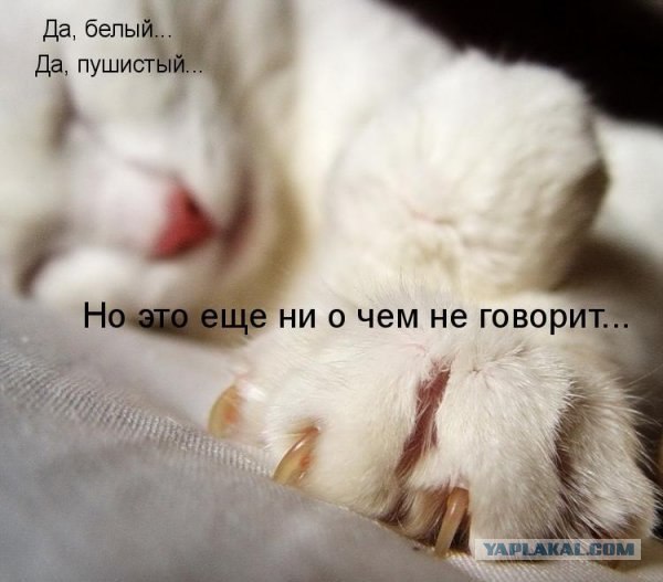 Картинки о животных