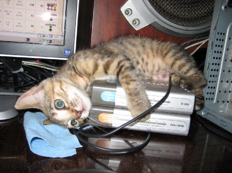 Бродячие коты 2 фотки