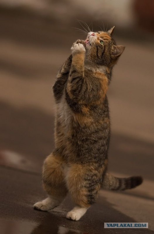 Котовторник объявляется открытым!