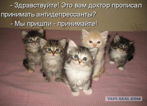 Интимный котовторник (23.08.11)