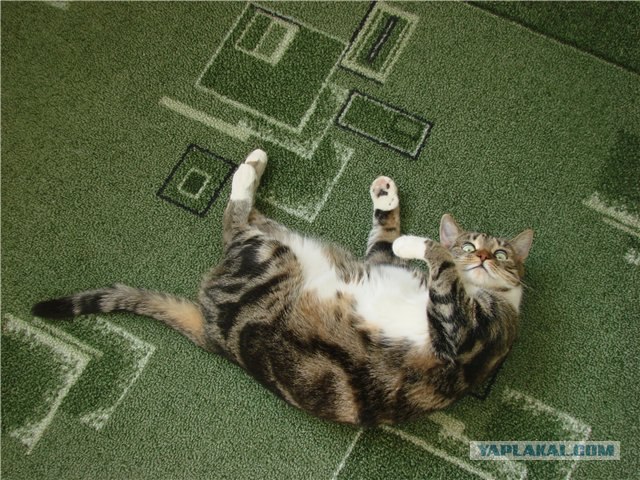 Котовторник 20.03.2012