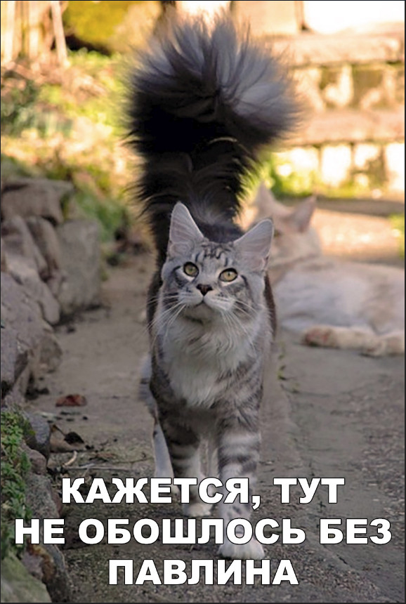 Забавные фото котеек
