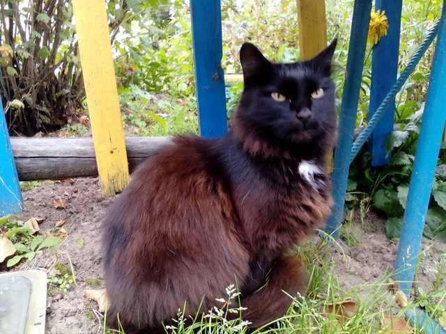 Котовторник 19.03.2019