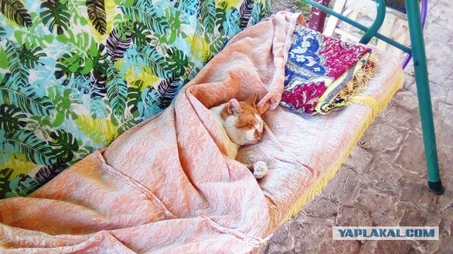 8 основных законов котиков