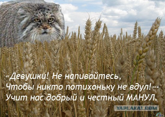 Животные плохого не посоветуют!