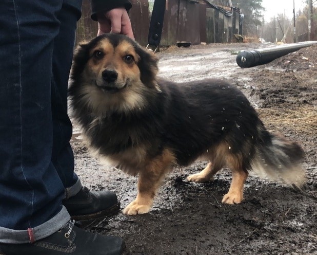 Живность из сети