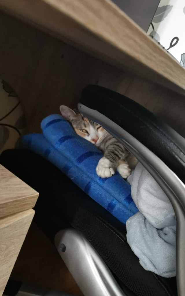 Давайте по котикам, которые с нами на самоизоляции