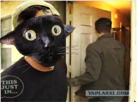 Киса хочет жабы
