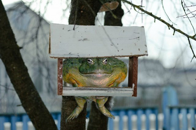 Фигасе воробушек!