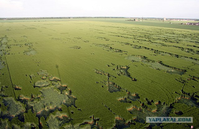 Загадочные фигуры на поле возле Краснодара