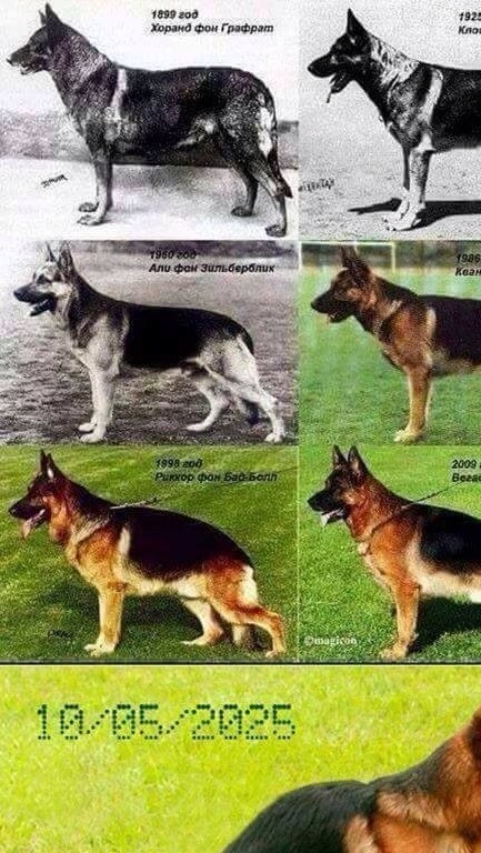 Немецких овчарок пост