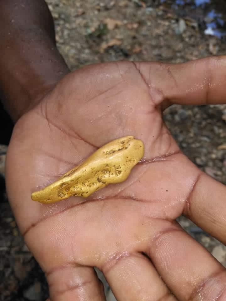 Обнаружили золотистый. Доминикана золотодобыча. Самородное золото в Забайкалье. Доминиканская Республика добыча золота. Нашел самородок золота.