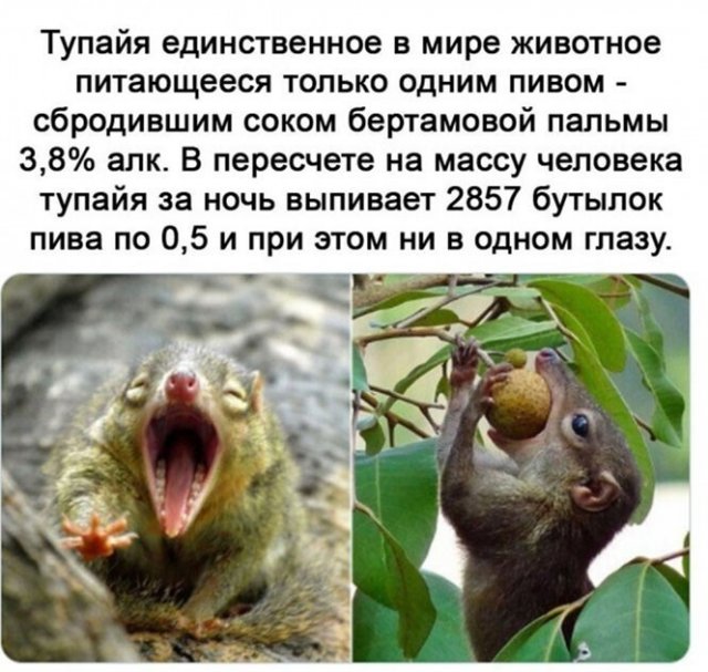Алкопост выходного дня