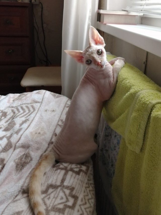 Вторник. Котэ. Пора