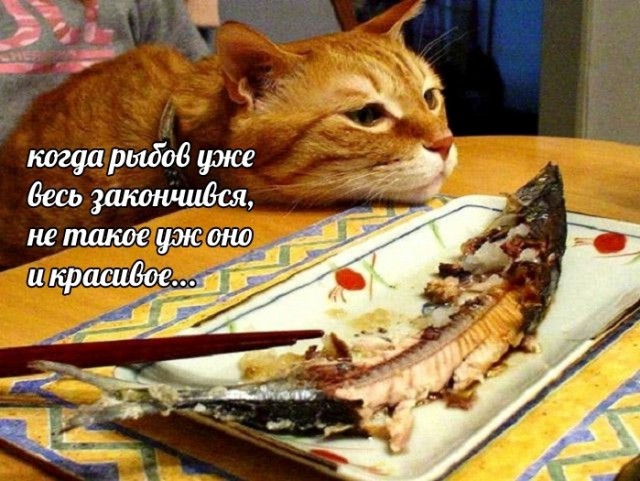 Картинки и мемы для настроения