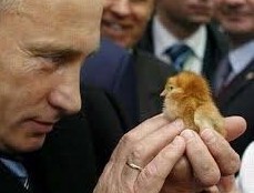 Путин разрешил россиянам разводить кур на дачах