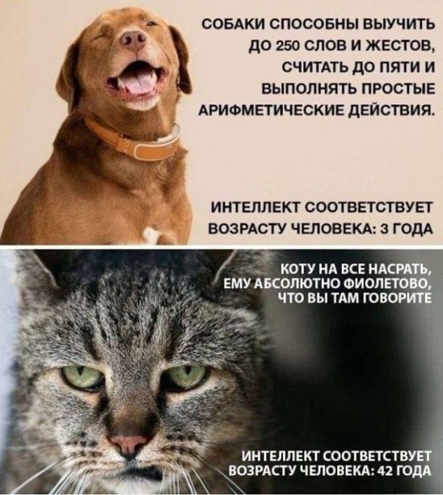 Картинки и мемы для настроения - 23