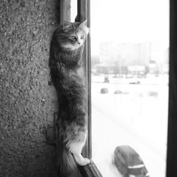 Котовторник 26.03.2013