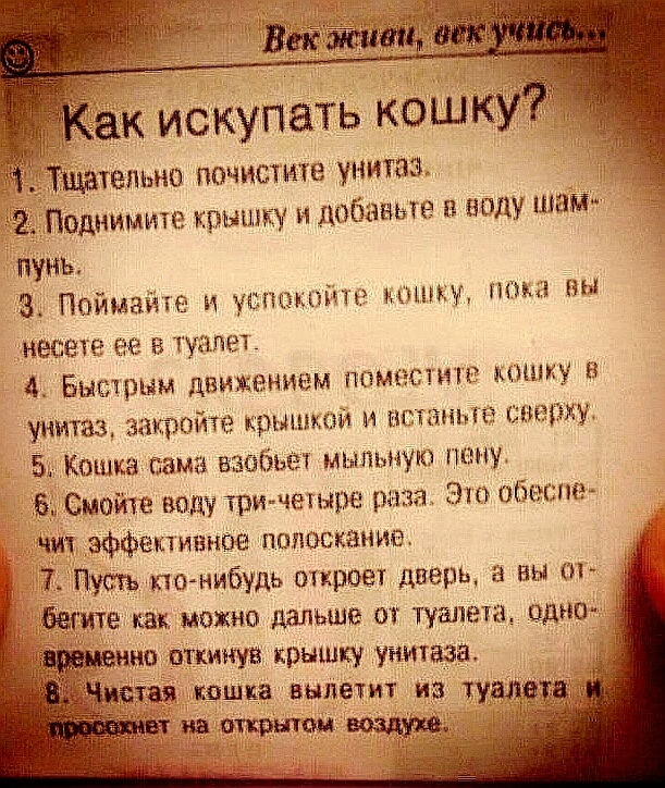 Помыть кошку