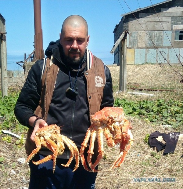 Я никогда не ел мясо краба