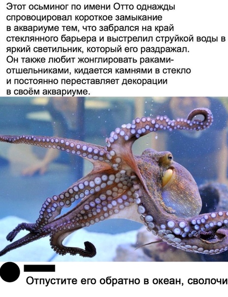 Плыви за мной, кое-что покажу...