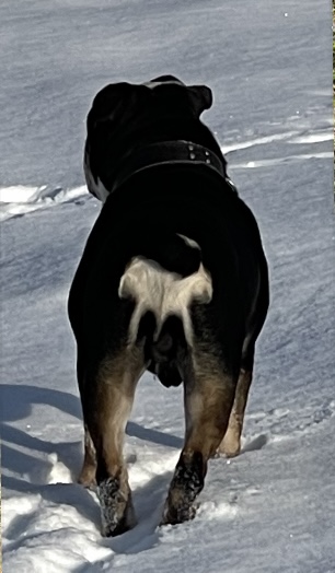 Литературная беседка v.1