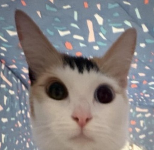 Посмотрите, кого я нашёл на улице