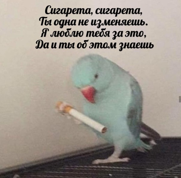 Картиночки, баянчики 17 апреля