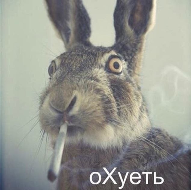 Вы рып показываете?! Серия пятничная и отпуск