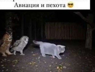 Кот встретился с пернатой версией себя