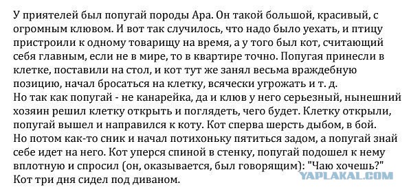 Весёлые картинки. Разбавим будни