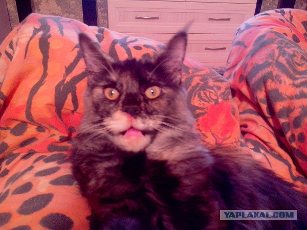 Котовторник 6.05.2014