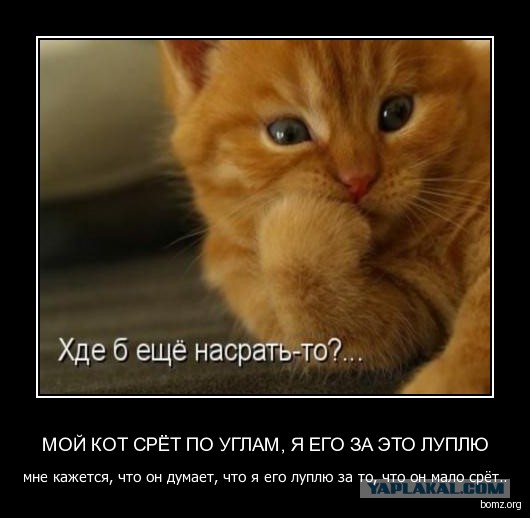 Вывез кота на дачу