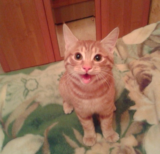 Котовторник 10.06.2014