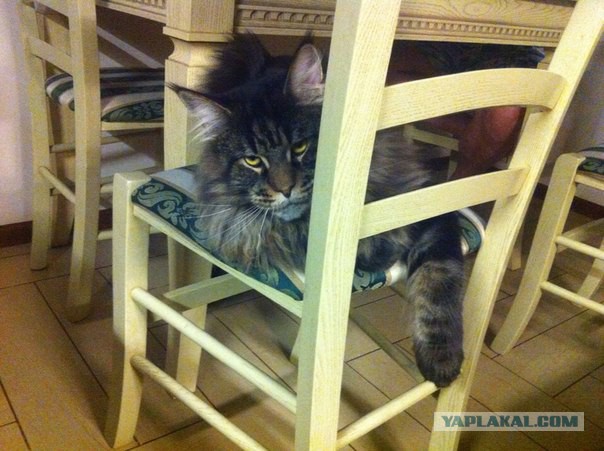 Дома новый котик