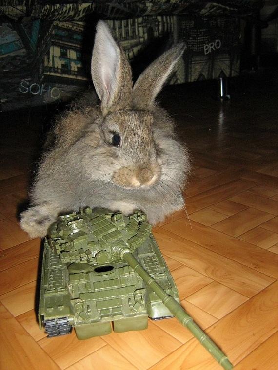 Боевой заяц