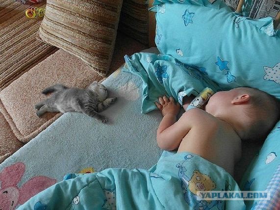 Котовторнику посвящается.