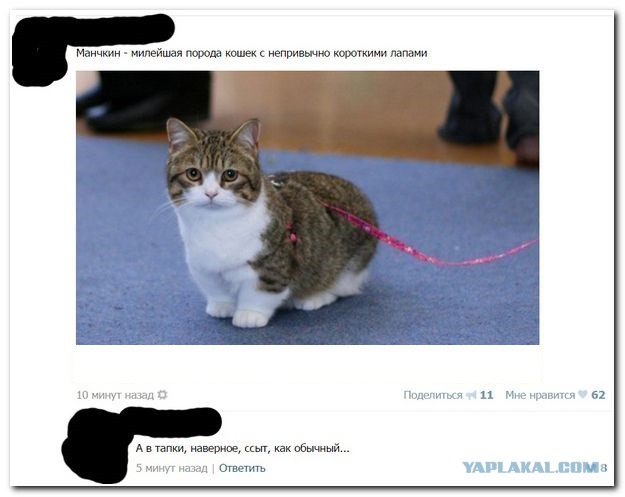 Смешные комментарии из социальных сетей