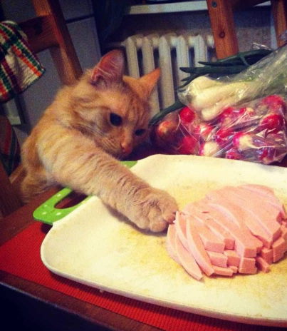 Кто съел сметану?
