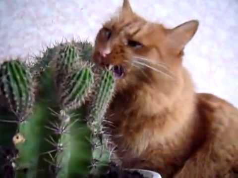 Кот мазохист