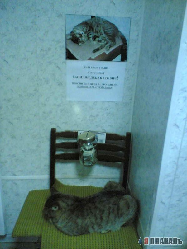 Коты, кошки, котята