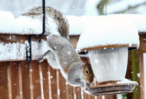 Подборка животных, которых застали за трапезой