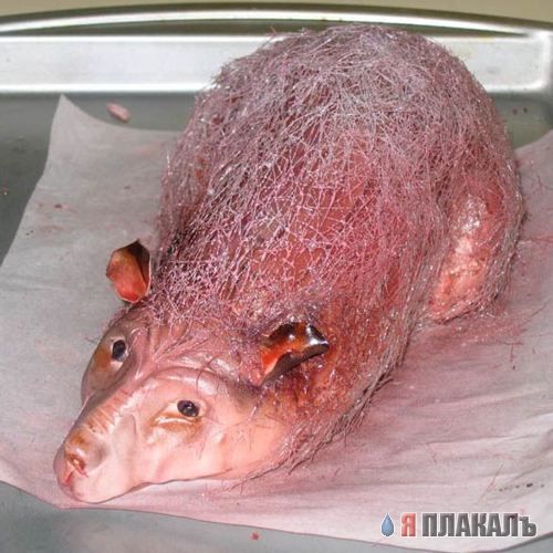 Все о выпечке. ТОРТЫ, ПИРОЖНЫЕ, ПЕЧЕНЬЕ и т.п.