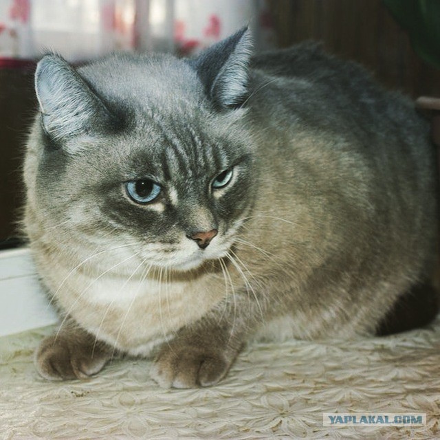 Котовторник  01.03.2016